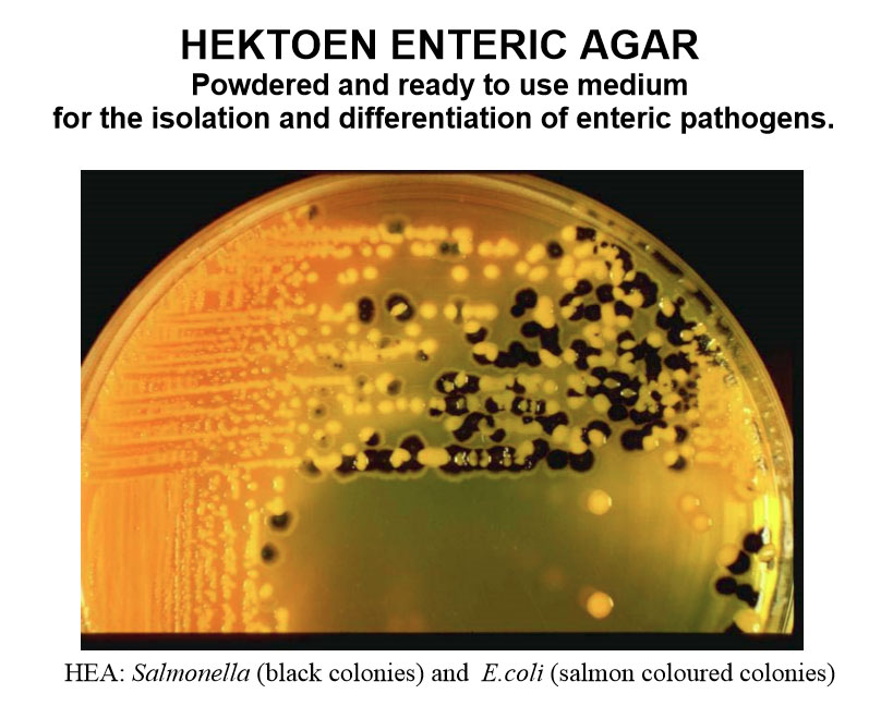 (1c)-Pic_Hektoen-Enteric-Agar