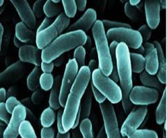 Listeria Innocua