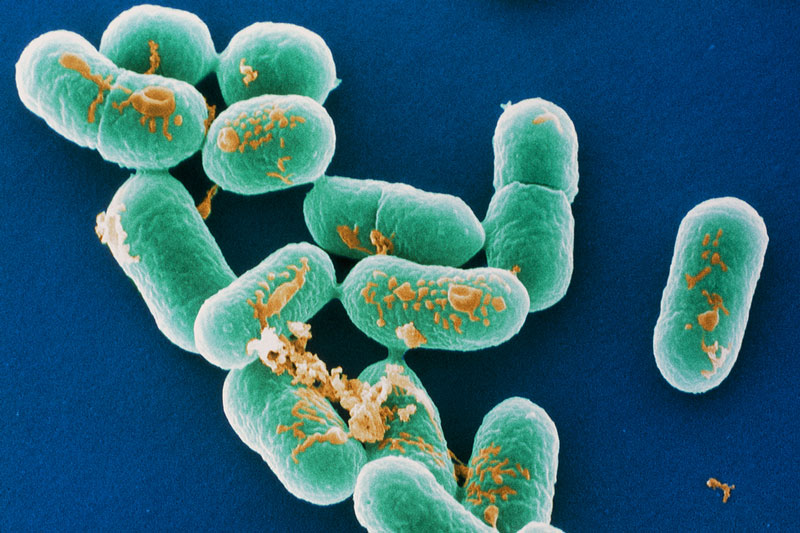 Listeria Monocytogenes