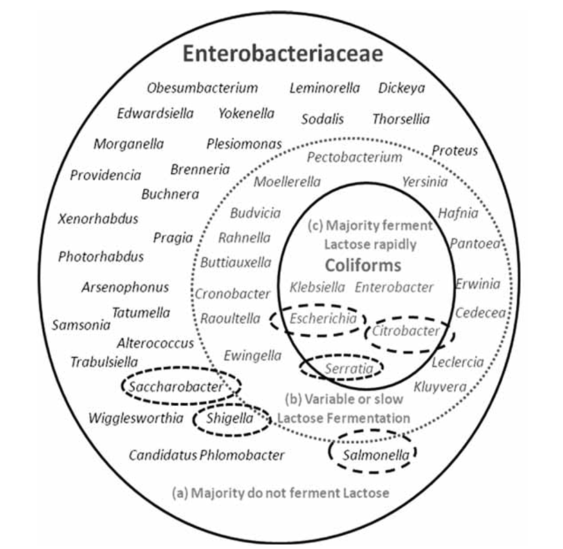 Flow Chart For Enterobacteriaceae