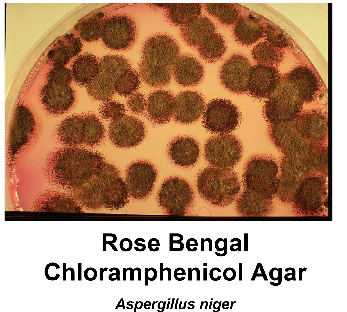 (1i) Pic_Rose Bengal Chloramphenicol Agar